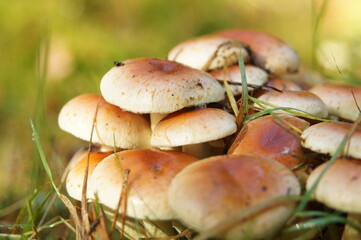 Mushrooms in Roztocze National Park