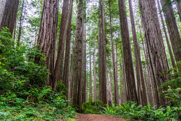 West Ridge & Prairie Creek Hike, Redwoods National Park (Prairie Creek Redwoods State Park, California, USA