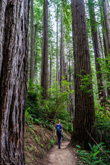West Ridge & Prairie Creek Hike, Redwoods National Park (Prairie Creek Redwoods State Park, California, USA