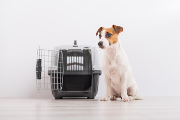 An obedient Jack Russell Terrier dog sits next to a travel box while waiting for a trip. Travel concept with pets