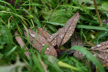 drops on a leaf