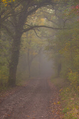 Herbst  Nebel Natur Relax Feldweg  Mystic  verzaubert  Landschaft 