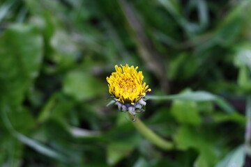 dandelion 
