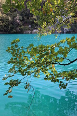 Scenic view of a lake with turquoise water in early fall on a sunny day, Plitvice Lakes National Park. A branch of a tree with green-yellow leaves over the lake