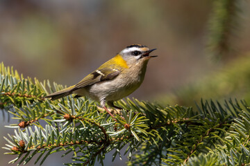 Das Sommergoldhähnchen ist der kleinste Vogel Europas und. singt auf einem Tannenast