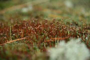 Moss and Lichen on the surface of old tree in the autumn forest macro