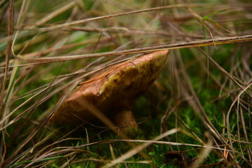 Boletus edulis in the autumn forest macro