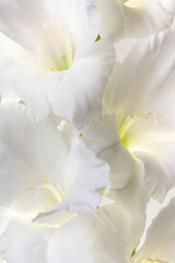 Fototapeta na wymiar White gladiolus close up. Delicate flower, natural floral background