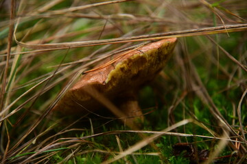 Fototapeta premium Boletus edulis in the autumn forest macro