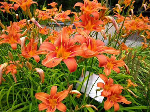 Orange day lily in the summer garden with a green background; hemerocallis fulva