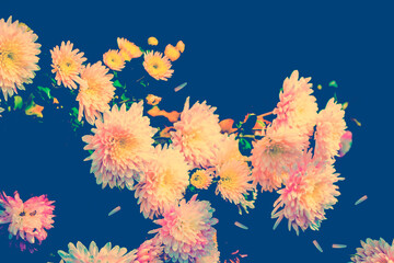 Fototapeta na wymiar Colorful chrysanthemum flowers on a background of the autumn landscape