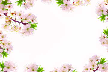 Obraz na płótnie Canvas Flowering branch of cherry isolated on a white background.