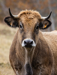 vache de race aubrac