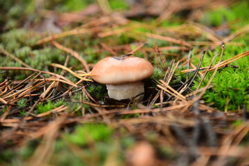 The edible young mushroom of Suillus growing in moss in the coniferous forest