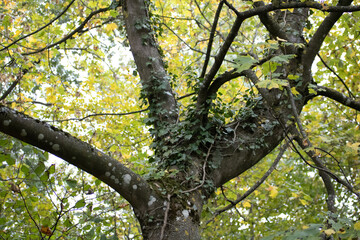 arbres 2