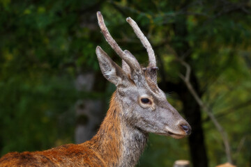 Portrait of a red deer (Cervus elaphus) on a blurry background. Deer in the forest.