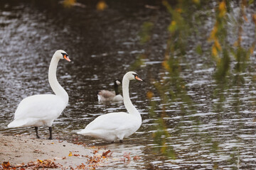 Fototapeta premium swans on the lake
