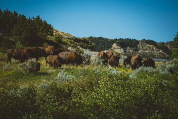 Bison Herding across Theodore Roosevelt National Park! - obrazy, fototapety, plakaty