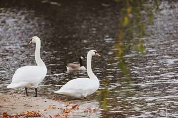 Obraz premium Swans on a Lake