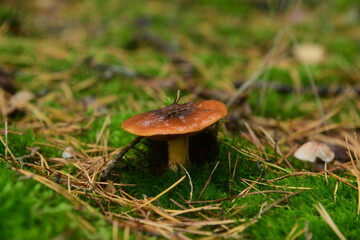 The edible young mushroom of Suillus growing in moss in the coniferous forest