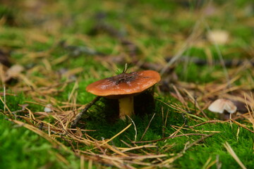 The edible young mushroom of Suillus growing in moss in the coniferous forest