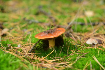 The edible young mushroom of Suillus growing in moss in the coniferous forest