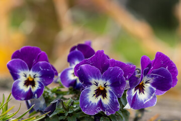 Close up of purple pansies in bloom