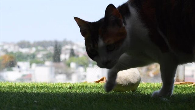 gato ignora pelota de polo sobre cesped sintetico en blacon de departamento cordoba argentina