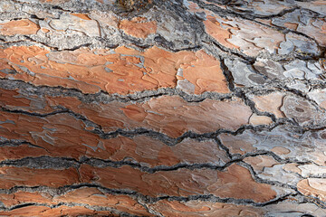 detail of the texture of the bark of a tree