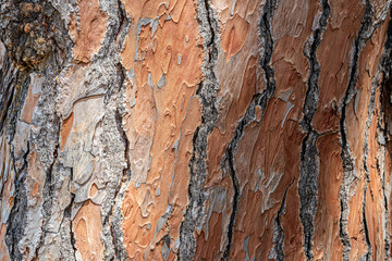 detail of the texture of the bark of a tree