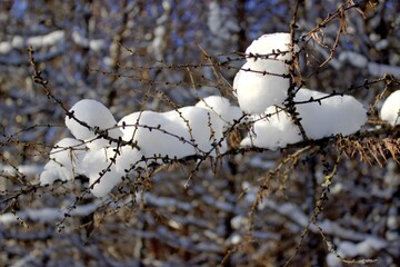 snow covered branches