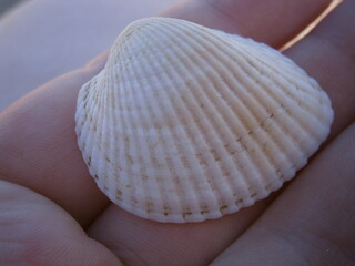seashell shell rapan sea seashell hand background beach sand summer