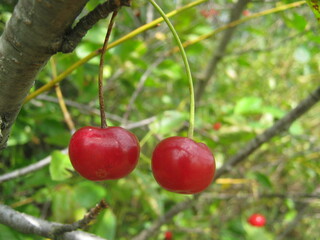 cherries on tree