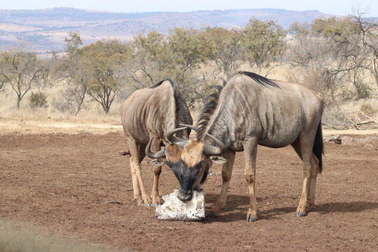 Photo taken in Lion and Safaripark, Broederstroom, South Africa.