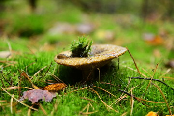Black mushroom Lactarius necator in the autumn forest