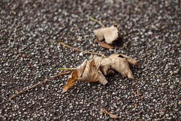 Leafs on ground