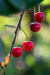 red cherries on the tree