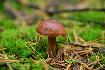 Boletus edulis in the autumn forest macro