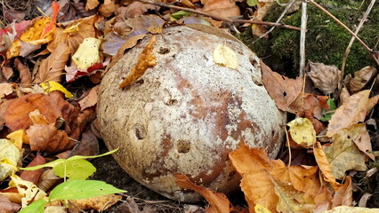 Puffball mushroom growing wild in Ontario, Canada