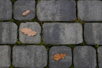 Fallen leaves with water drops on the sidewalk,top view. Blocks of the sidewalk pattern, details of the stone-lined path