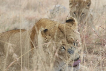 Photo taken in Lion and Safaripark, Broederstroom, South Africa.
