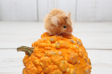 Long haired red decorative satin little mouse. Home animal, fun pet. Lovely mice. Red mice on white...