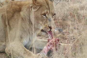 Photo taken in Lion and Safaripark, Broederstroom, South Africa.