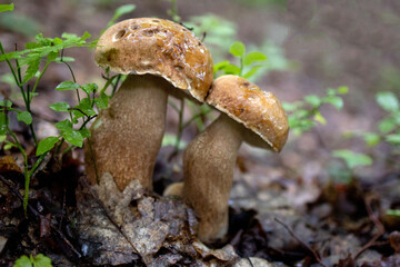 White mushrooms in the woods, on a background of leaves, bright sunlight. Boletus. Mushroom