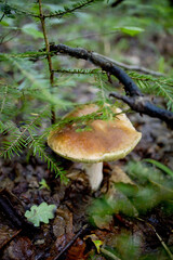 White mushrooms in the woods, on a background of leaves, bright sunlight. Boletus. Mushroom
