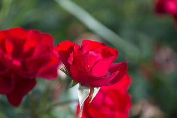 red roses bloom in the garden