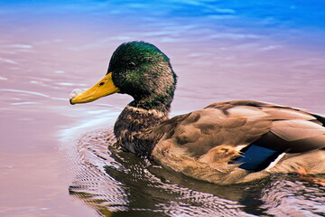 A drake/mallard wading along the surface of a calm river.