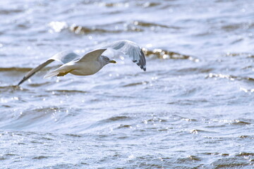 A seagull gliding onto the water's surface along a river.