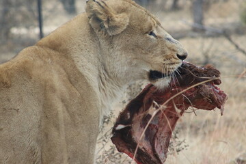 Photo taken in Lion and Safaripark, Broederstroom, South Africa.