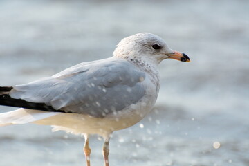 Seagull resting on a pier along a riverbank.